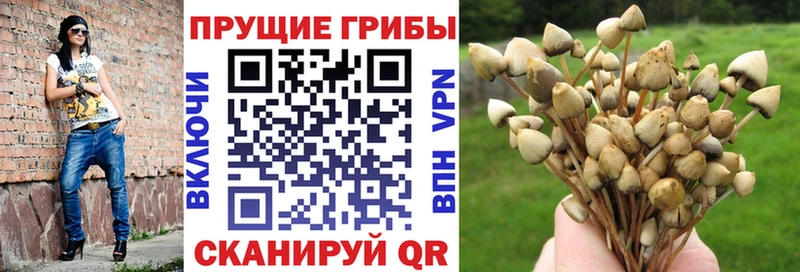 Псилоцибиновые грибы Magic Shrooms  даркнет сайт  Петров Вал 